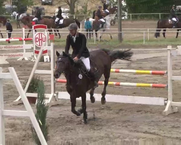 Reitturnier Heidelsheim 2015