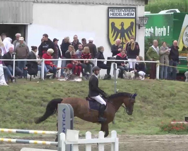 Reitturnier Heidelsheim 2015