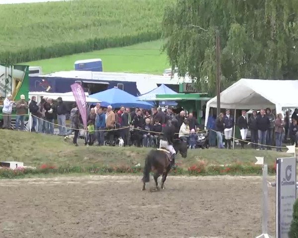Reitturnier Heidelsheim 2015