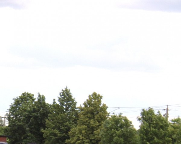 horse Escobar (German Sport Horse, 2021, from Qu Hinote)
