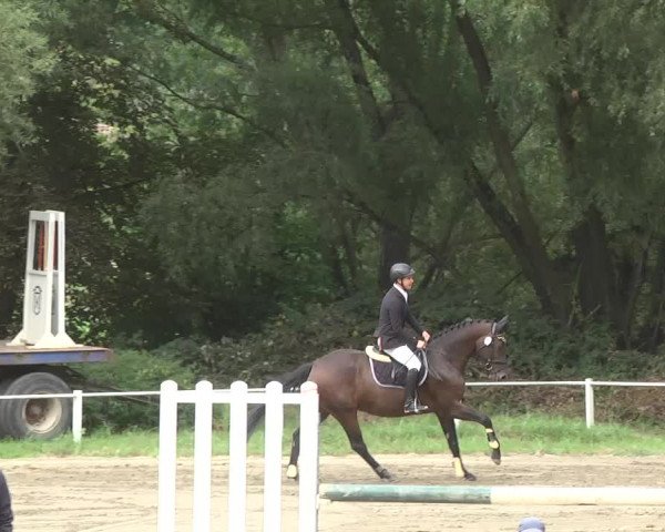 Reitturnier Heidelsheim 2015