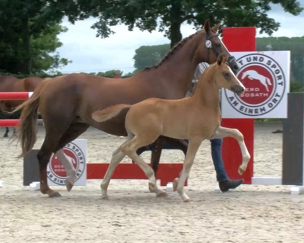 horse Vitus (Oldenburg, 2020, from Vivaldos)