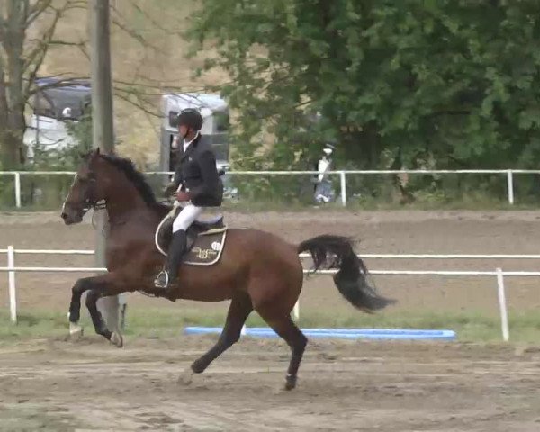 Reitturnier Heidelsheim 2015