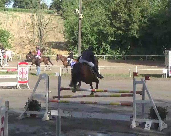 Reitturnier Heidelsheim 2015