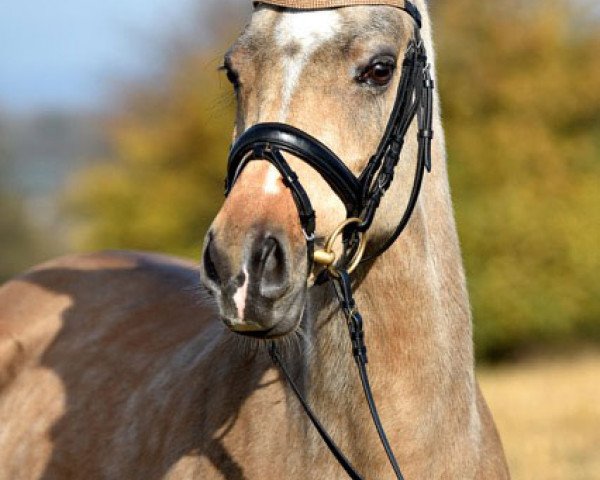 dressage horse Kleine Donna 2 (German Riding Pony, 2009, from Classic Dancer II)