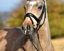 dressage horse Kleine Donna 2 (German Riding Pony, 2009, from Classic Dancer II)