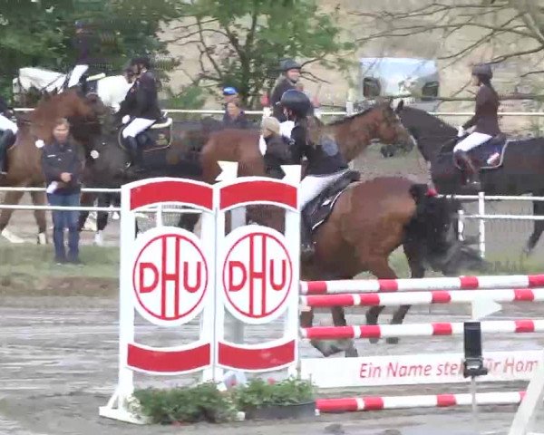 Reitturnier Heidelsheim 2015