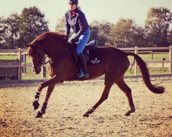 Dressurpferd Captain's Coco (Westfale, 2012, von Captain Jack 44)