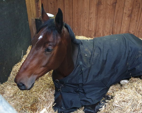 horse Lord Lamar (Westphalian, 2015, from Pikeur Lord Fauntleroy)