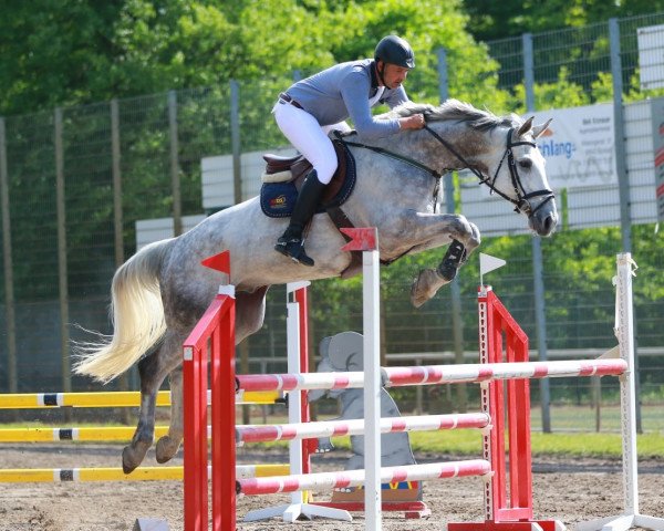 jumper Charlie (Hanoverian, 2009, from Concetto)