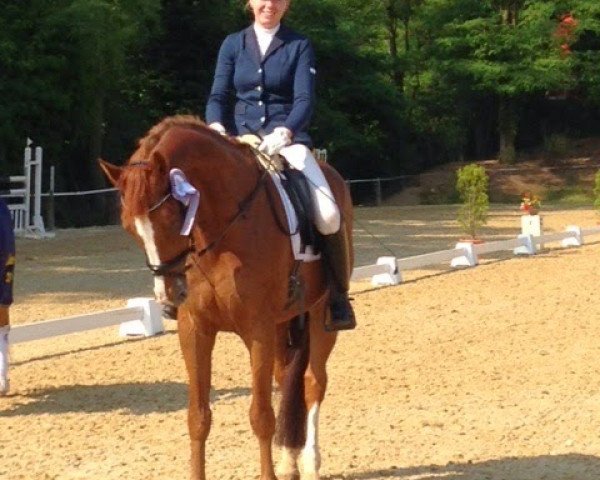 dressage horse Rothenstein 2 (Hanoverian, 2000, from Rubinstein I)
