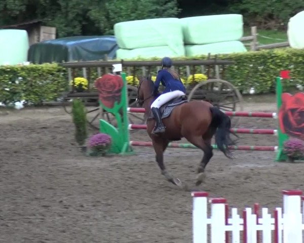 Reitturnier Aachen - Gut Weyern 2015