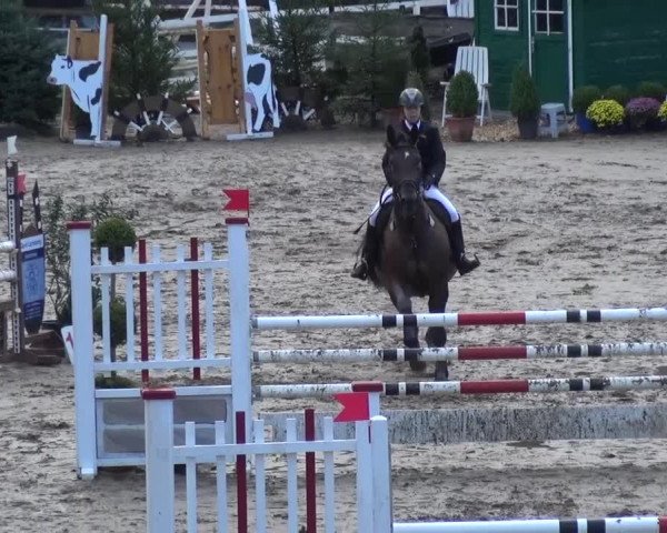 Reitturnier Aachen - Gut Weyern 2015