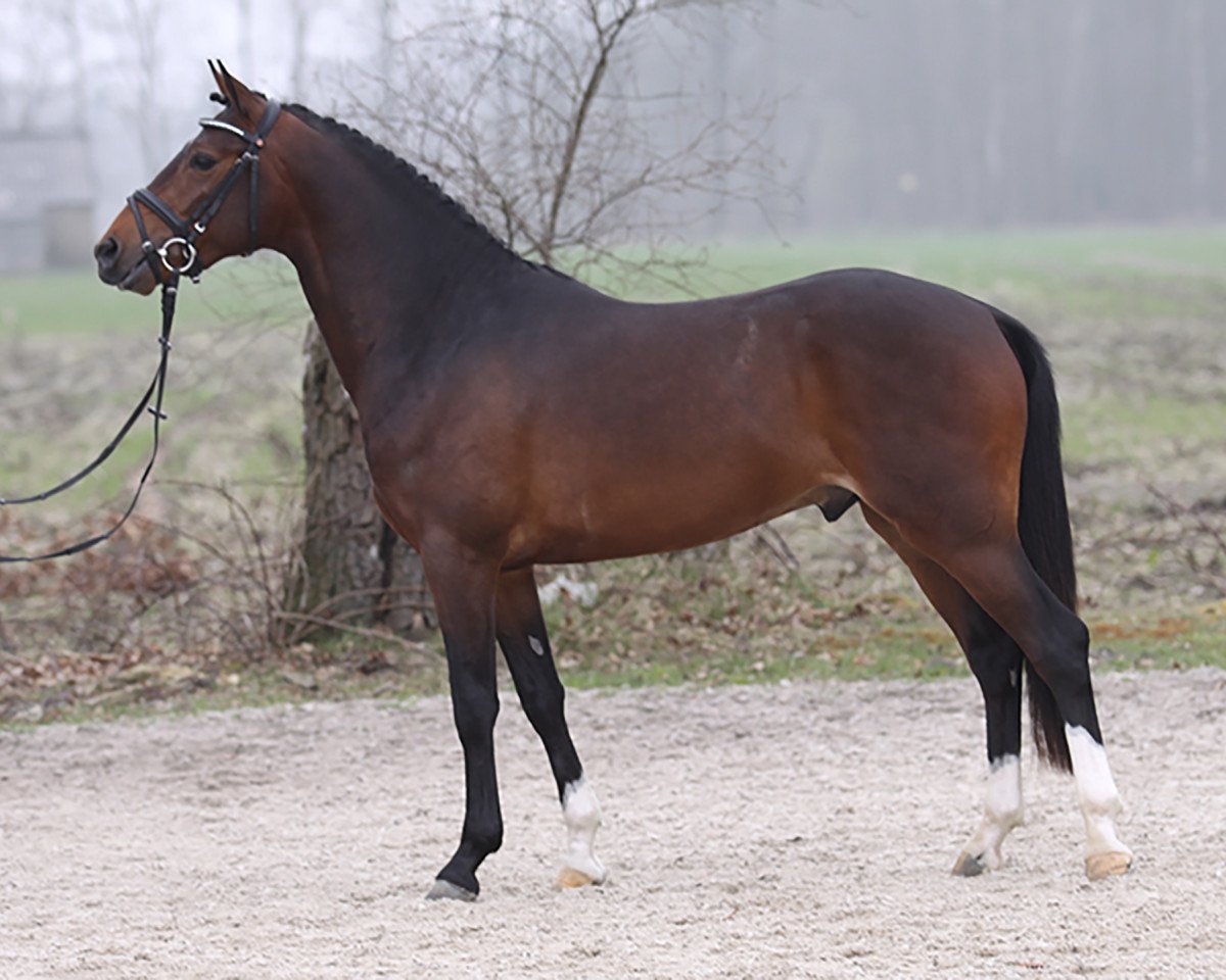 stallion Kooihuster Samme (Nederlands Welsh Ridepony, 2006, from Orchard Red Prince)
