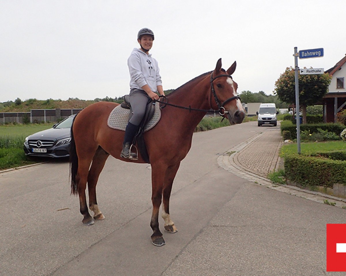 horse Cosmo (Freiberger, 2016, from Vartan CH)