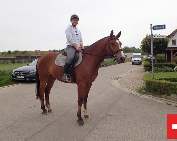 horse Cosmo (Freiberger, 2016, from Vartan CH)