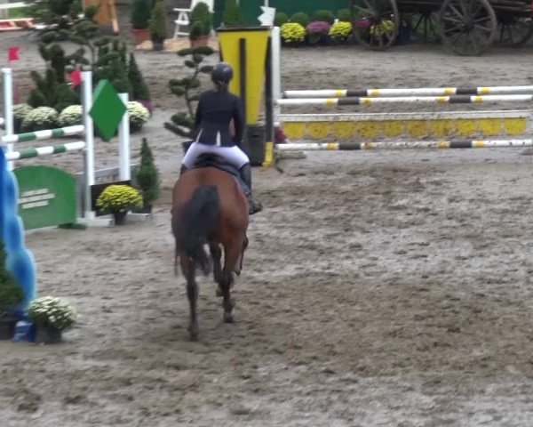 Reitturnier Aachen - Gut Weyern 2015