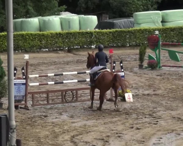 Reitturnier Aachen - Gut Weyern 2015