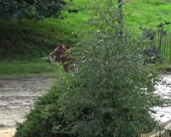 Reitturnier Aachen - Gut Weyern 2015