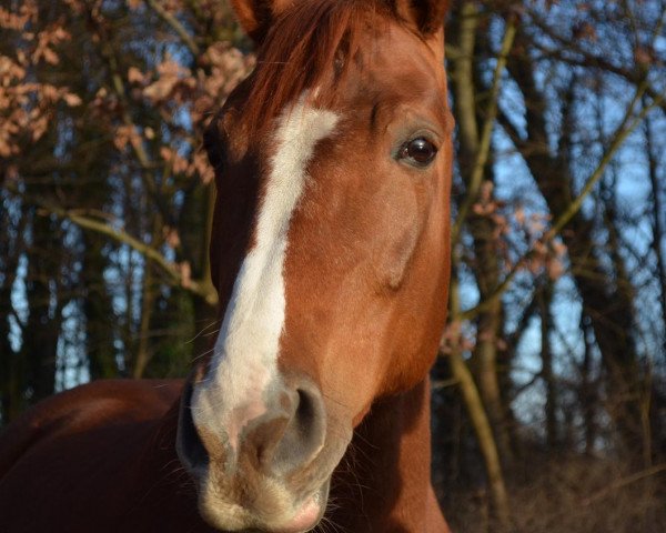 broodmare Annabell 497 (German Sport Horse, 2007, from Askari)