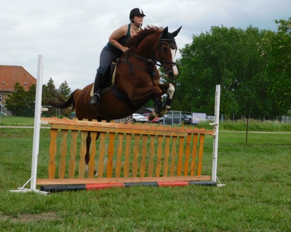 jumper Lord Mac Fly (German Sport Horse, 2006, from Lord Altmark)