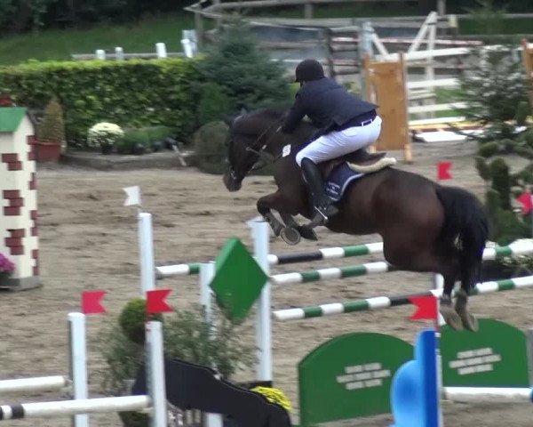 Reitturnier Aachen - Gut Weyern 2015
