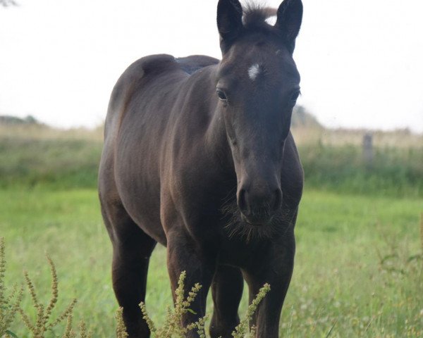 horse Patrina de Titolas (German Warmblood, 2020, from Titolas)