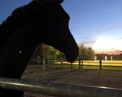 dressage horse Clara 155 (Rhinelander, 2012, from Captain Chancy)