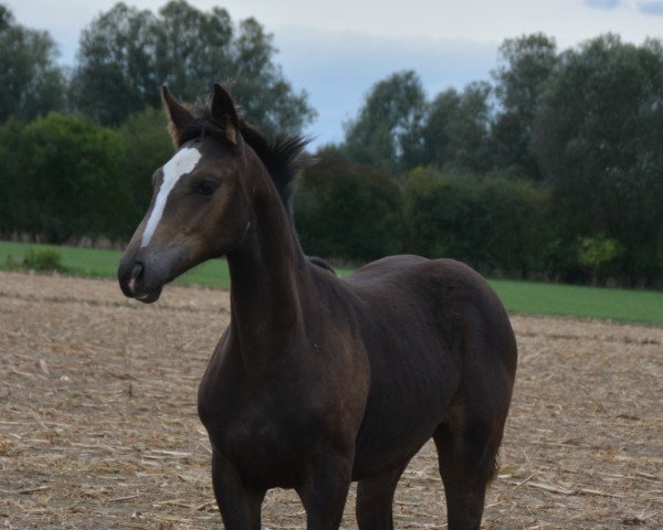 horse Elsa WF (Westphalian, 2020, from Escamillo)
