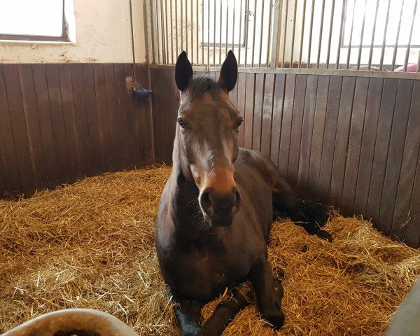 horse Monte Rio (German Sport Horse, 2009, from Monte Bellini)