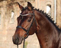 stallion Flores Dream (Bavarian, 2006, from Florestan I)