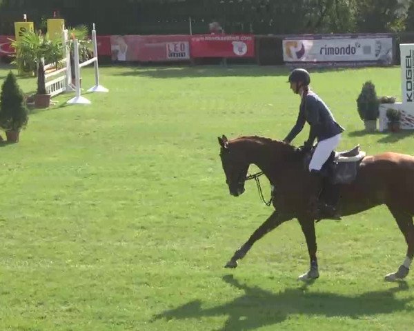Reitturnier Leonberg 2015