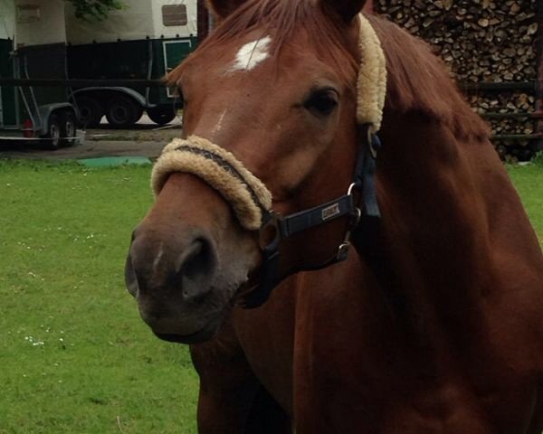 dressage horse Dewin (Hanoverian, 2009, from Dancier)