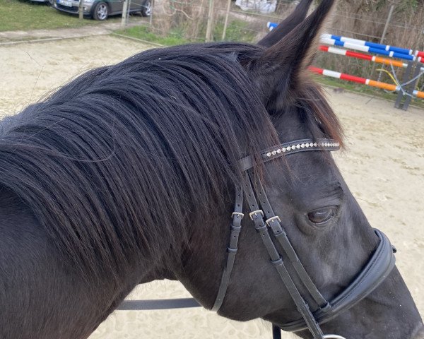 horse Don Alberto (Hanoverian, 2006, from Don Frederico)