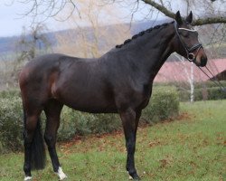 Zuchtstute Dotessa Schufro (Deutsches Sportpferd, 2014, von Demetrius)