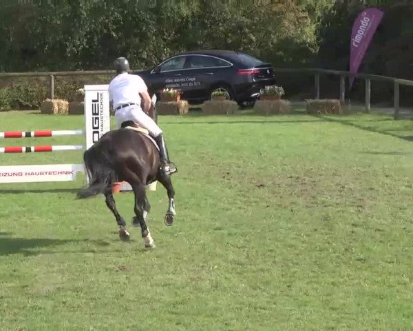 Reitturnier Leonberg 2015