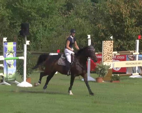 Reitturnier Leonberg 2015
