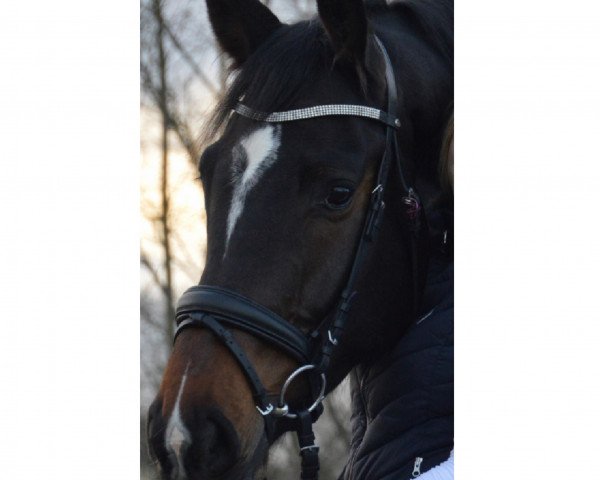 horse Ditus 4 (Holsteiner, 2015, from Dinken)