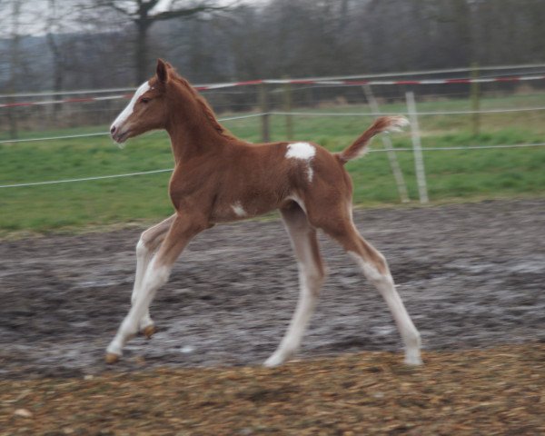 broodmare Harlequin Flower (Oldenburg, 2020, from Zafferano 3)