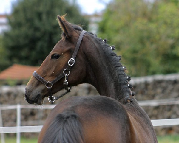 horse Rosè of Brilliance BL (Westphalian, 2020, from Rock Forever NRW)