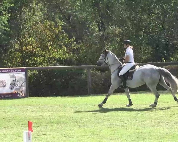 Reitturnier Leonberg 2015