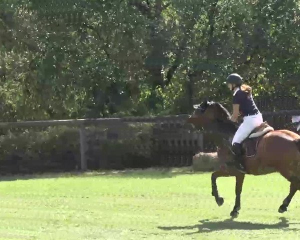 Reitturnier Leonberg 2015