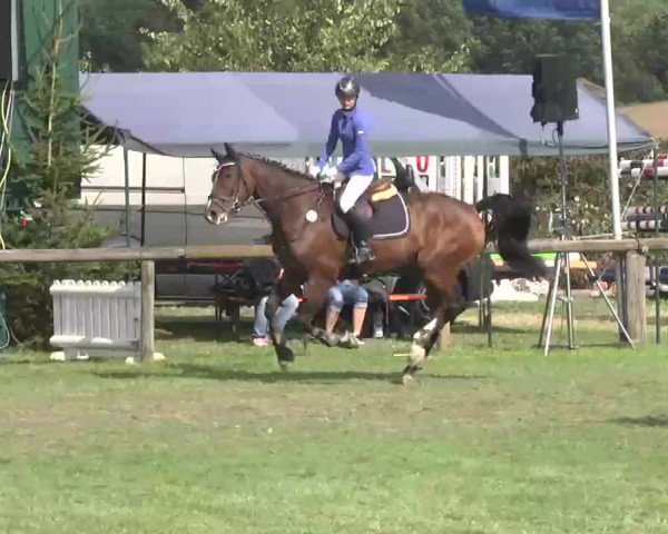 Reitturnier Leonberg 2015