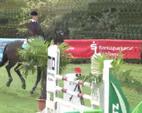 Reitturnier Leonberg 2015