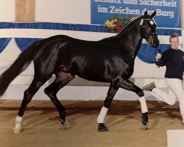 horse Larry 205 (Bavarian, 2008, from Light and Easy)