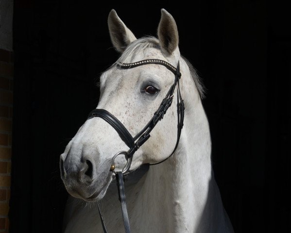 horse Chattanooga (Westphalian, 2006, from Collin L)