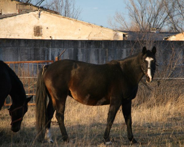 broodmare Darleen (Oldenburg, 2003, from Depardieu 11) broodmare Darleen (Oldenburg, 2003, from Depardieu 11)