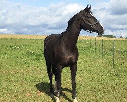 broodmare Felicita (Oldenburg, 2004, from Florencio I)