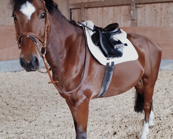 dressage horse Constantin E (Holsteiner, 2015, from Contados) dressage horse Constantin E (Holsteiner, 2015, from Contados)
