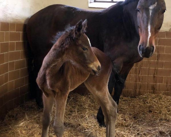broodmare N.N. (Bavarian, 2020, from Rasso Royal)